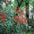 Domestica Nandina Plants - 2 Pack in 3" Containers, Heavenly Bamboo, Nandina domestica, Ornamental Evergreen Shrub