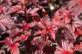 Red Ninebark Plants (2-Pack) in 3" Containers - Deciduous Shrub with Reddish Purple Leaves, Physocarpus opulifolius
