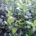 Nellie R. Stevens Holly Trees - 2 Pack, 6-8" in 3" Pots, Ilex x attenuata, Ideal for Hedges & Privacy Screens, Zones 6-9