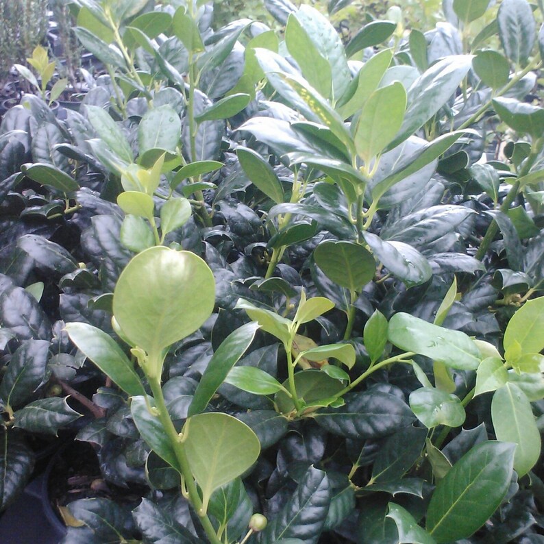 Nellie R. Stevens Holly Trees - 2 Pack, 6-8" in 3" Pots, Ilex x attenuata, Ideal for Hedges & Privacy Screens, Zones 6-9