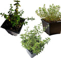 Organic Herb Bundle 3-Pack - Choose Your Own Culinary Herbs in 2.5-Inch Pots - Smoke Camp Crafts