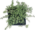 Organic Woolly Thyme Plant in 2.5-Inch Pot, Thymus pseudolanuginosus, Live Herb by Smoke Camp Crafts