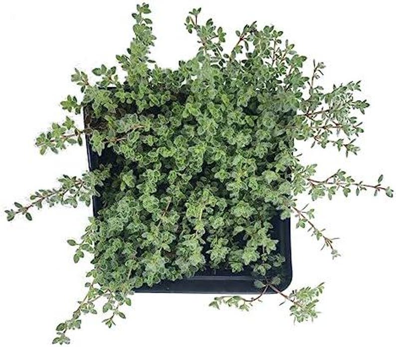 Organic Woolly Thyme Plant in 2.5-Inch Pot, Thymus pseudolanuginosus, Live Herb by Smoke Camp Crafts