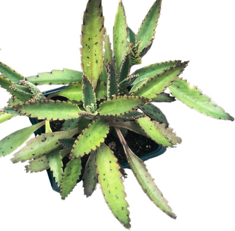 Mother of Thousands Plant 2.5 Inch Pot - Organic Kalanchoe daigremontiana Succulent House Plant by Smoke Camp Crafts