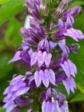 Organic Blue Lobelia Plant 2.5-inch Pot - Blue Cardinal Flower, Great Blue Lobelia (Lobelia siphilitica) for Pollinator Gardens