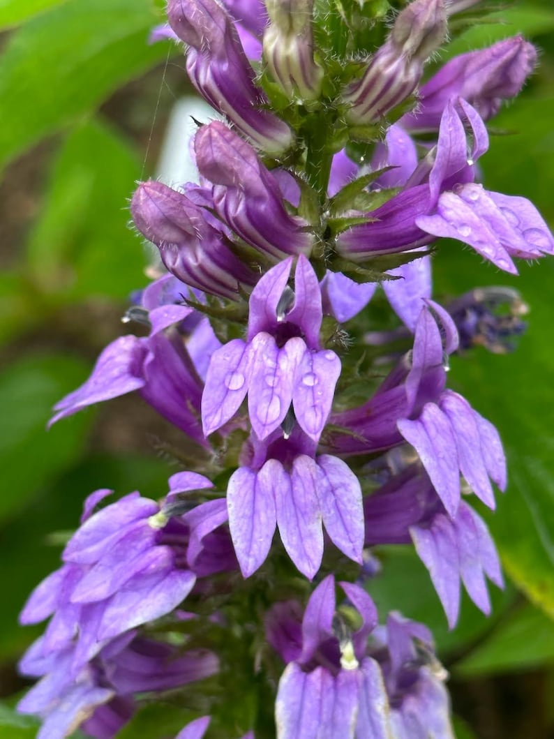 Organic Blue Lobelia Plant 2.5-inch Pot - Blue Cardinal Flower, Great Blue Lobelia (Lobelia siphilitica) for Pollinator Gardens