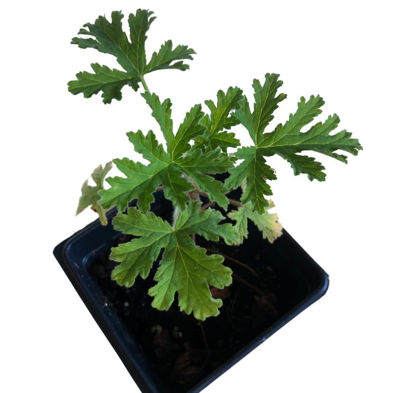 Organic Citronella Scented Geranium Plant in 2.5-inch Pot | Pelargonium crispum 'Citronella' | Easy Care Indoor/Outdoor Plant
