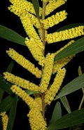 Longleaf Wattle Plant - 1 Gallon - Acacia longifolia - Fast-Growing Evergreen with Golden-Yellow Flowers - 6" Pot