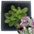 Organic Lamb's Ear Plant 2.5 Inch Pot - Stachys byzantina, Donkey's Ears, Lamb's Wool, Jesus Flannel by Smoke Camp Crafts