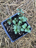Organic Peppermint Plant in 2.5-Inch Pot - Mentha piperita - Culinary Herb for Teas and Garden Companion Plant