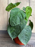Syngonium Ice Frost Plant in 6" Pot | Syngonium macrophyllum ‘Ice Frost’ | Tropical Indoor Houseplant with Unique Variegation