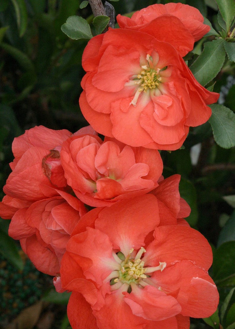 Double Take Orange Flowering Quince - 3 Gallon Pot - Chaenomeles speciosa - Drought Tolerant, Double Scarlet Flowers