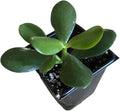Organic Jade Plant in 2.5-inch Pot | Crassula ovata | Friendship Plant, Lucky Plant, Money Tree | Easy Care Succulent