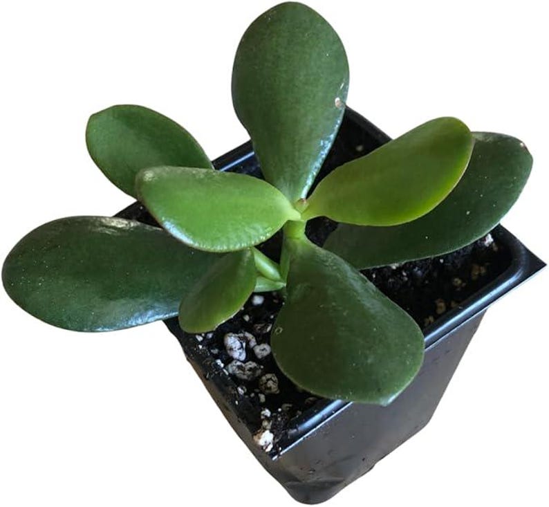 Organic Jade Plant in 2.5-inch Pot | Crassula ovata | Friendship Plant, Lucky Plant, Money Tree | Easy Care Succulent