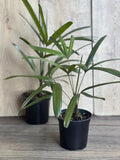 Rhapis Palm Plant in 4" Pot, Lady Palm, Air Purifying Indoor/Outdoor Plant, Rhapis excelsa, Non-Toxic to Pets