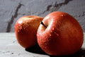Fuji Apple Tree - 3 Gallon Pot - Low Chill Variety - Malus domestica - Sweet & Crisp Fruit, Ideal for USDA Zones 4-9