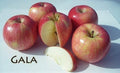Gala Apple Tree - 3 Gal Pot - Low Chill Variety - Malus domestica - Sweet & Tart Flavor - Ideal for Warm Climates