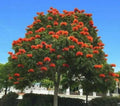 African Tulip Tree - 1 Feet - Bignonia Family - 6" Pot - Exotic Tropical Plant - Bignoniaea
