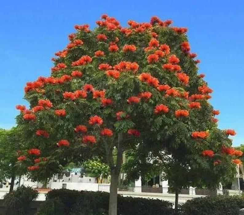 African Tulip Tree - 1 Feet - Bignonia Family - 6" Pot - Exotic Tropical Plant - Bignoniaea