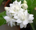 Mysore Malli Jasmine Plant 10-14 Inch Bush in Half Gal Pot, Jasminum sambac - Highly Fragrant Variety