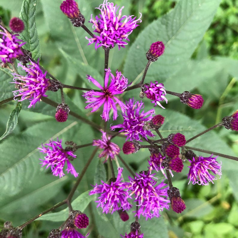 Organic Ironweed Plant in 2.5-inch Pot - Giant Ironweed, Vernonia gigantea - Sustainably Grown, West Virginia Made