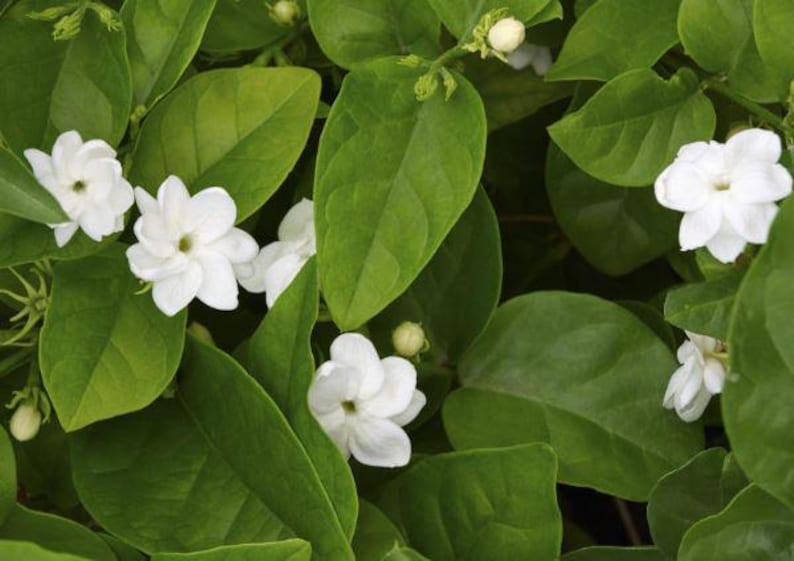 Large Arabian Jasmine Plant | Jasminum sambac | Fragrant Indoor/Outdoor Bush in Half Gal Pot | 14-18 Inch Height