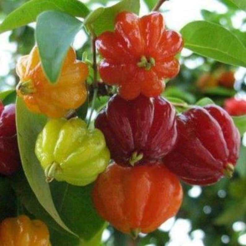 Surinam Cherry Plant - 8-10 Inch in Half Gallon Pot - Easy to Grow, High Yielding Fruit Plant (Eugenia uniflora)