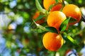 Vernia Sweet Orange Tree in 1/2 Gallon Pot - Citrus sinensis - Ideal for Florida Gardens, Juicy Fruits, Grafted Variety