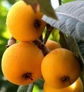 Shambhala Loquat Plant | 10-14 Inch | Half Gallon Pot | Eriobotrya japonica | Sweet Japanese Plum Variety