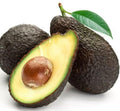 Organic Hass Avocado Plant 10-16 Inch Half Gal Pot Persea americana Cold Hardy Easy to Grow Container Plant