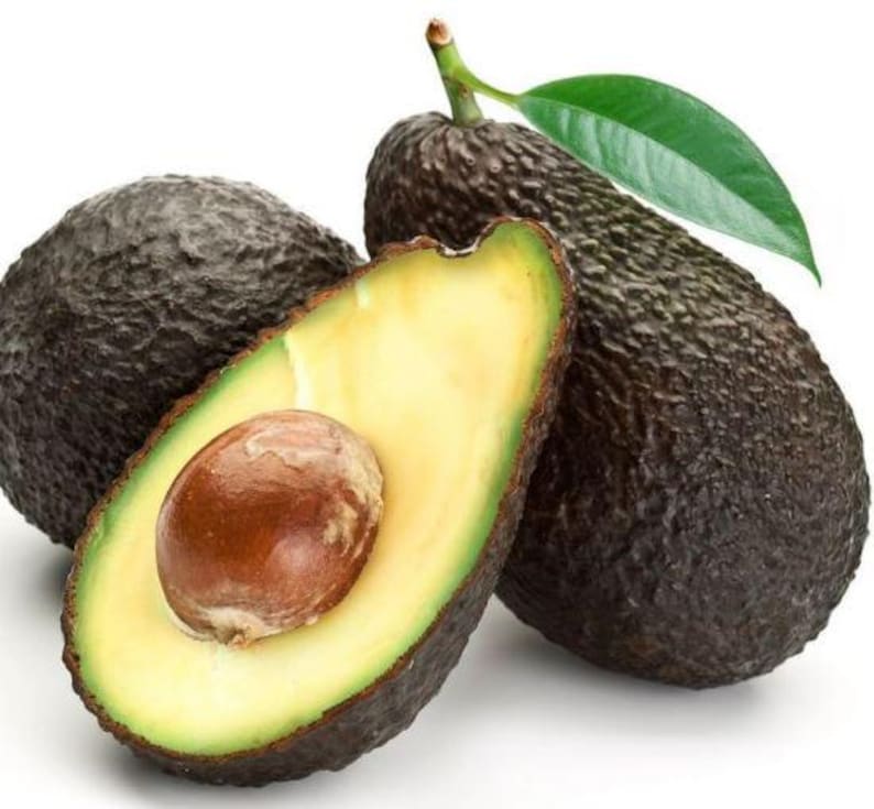 Organic Hass Avocado Plant 10-16 Inch Half Gal Pot Persea americana Cold Hardy Easy to Grow Container Plant
