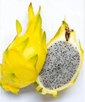 Organic Yellow Dragon Fruit Plant 4 Inch Pot - Hylocereus megalanthus - Fast Growing, Easy to Care For, Fruiting in 1-2 Years