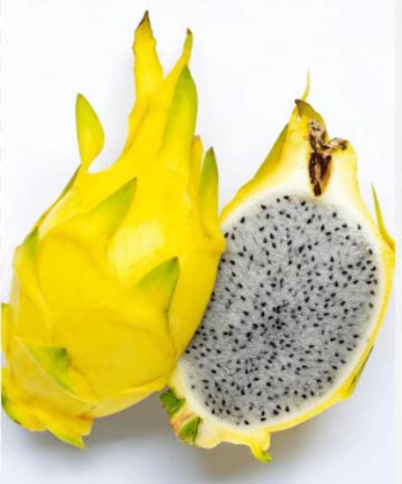 Organic Yellow Dragon Fruit Plant 4 Inch Pot - Hylocereus megalanthus - Fast Growing, Easy to Care For, Fruiting in 1-2 Years