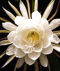Queen of the Night Plant 4" Pot | Epiphyllum oxypetalum | Fast-Growing Brahma Kamal Cactus with Night-Blooming Flowers