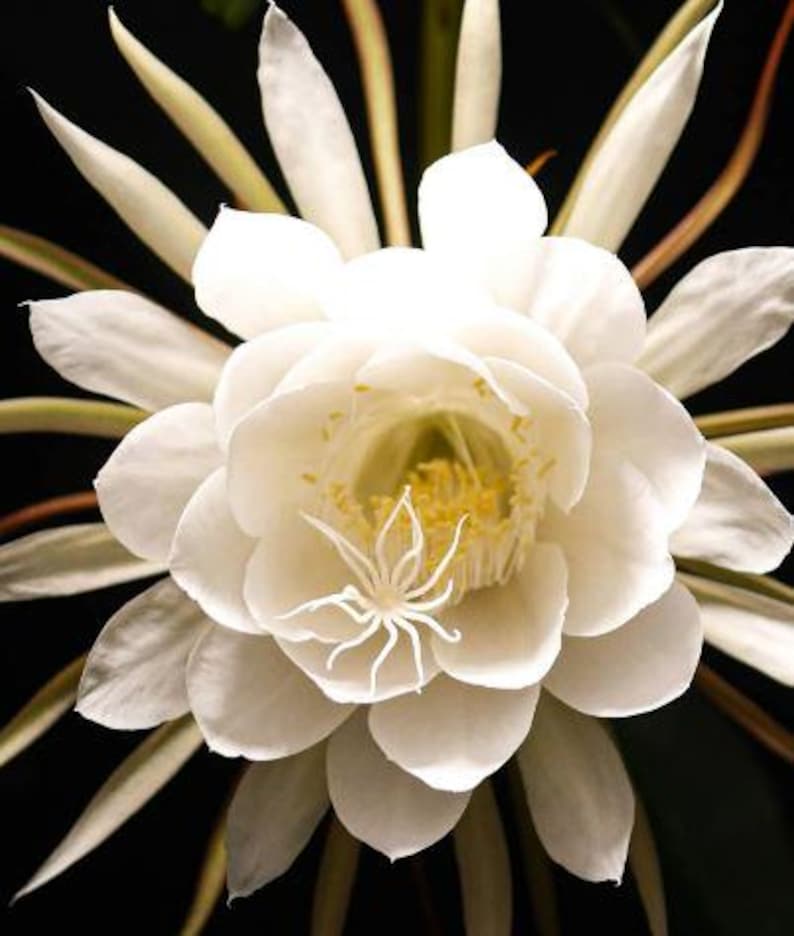 Queen of the Night Plant 4" Pot | Epiphyllum oxypetalum | Fast-Growing Brahma Kamal Cactus with Night-Blooming Flowers