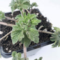 Organic Motherwort Plant in 2.5-Inch Pot | Leonurus cardiaca | Naturally Grown, Bee-Friendly Perennial