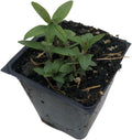 Organic Hoary Mountain Mint Plant in 2.5-Inch Pot, Pycnanthemum incanum, Pollinator Friendly, USDA Zones 4-8, White Flowers