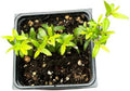 Organic Green Myrtle Plant in 2.5-Inch Pot, Myrtus communis, Sweet Myrtle, Deer Resistant, Drought Tolerant, Woman-Owned