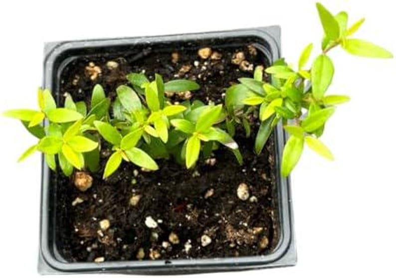 Organic Green Myrtle Plant in 2.5-Inch Pot, Myrtus communis, Sweet Myrtle, Deer Resistant, Drought Tolerant, Woman-Owned