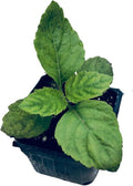 Organic Patchouli Plant in 2.5-Inch Pot - Pogostemon patchouli - Fragrant Herb for Hippie Gardens - Woman-Owned, West Virginia Grown