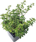Organic Golden Variegated Lemon Thyme Plant - 2.5-inch Pot - Thymus x citriodorus v. 'Aureus' - Fragrant Culinary Herb