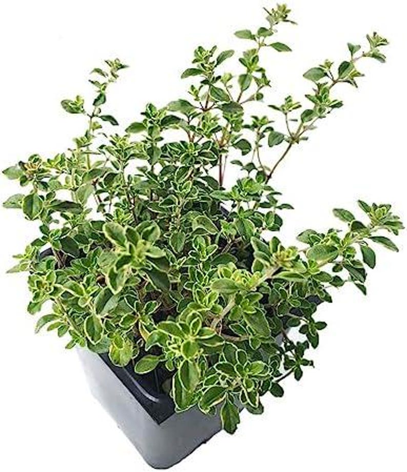 Organic Golden Variegated Lemon Thyme Plant - 2.5-inch Pot - Thymus x citriodorus v. 'Aureus' - Fragrant Culinary Herb