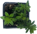 Organic Sweet Woodruff Plant in 2.5-Inch Pot, Groundcover for Shade, Galium odoratum - Women-Owned, West Virginia Grown
