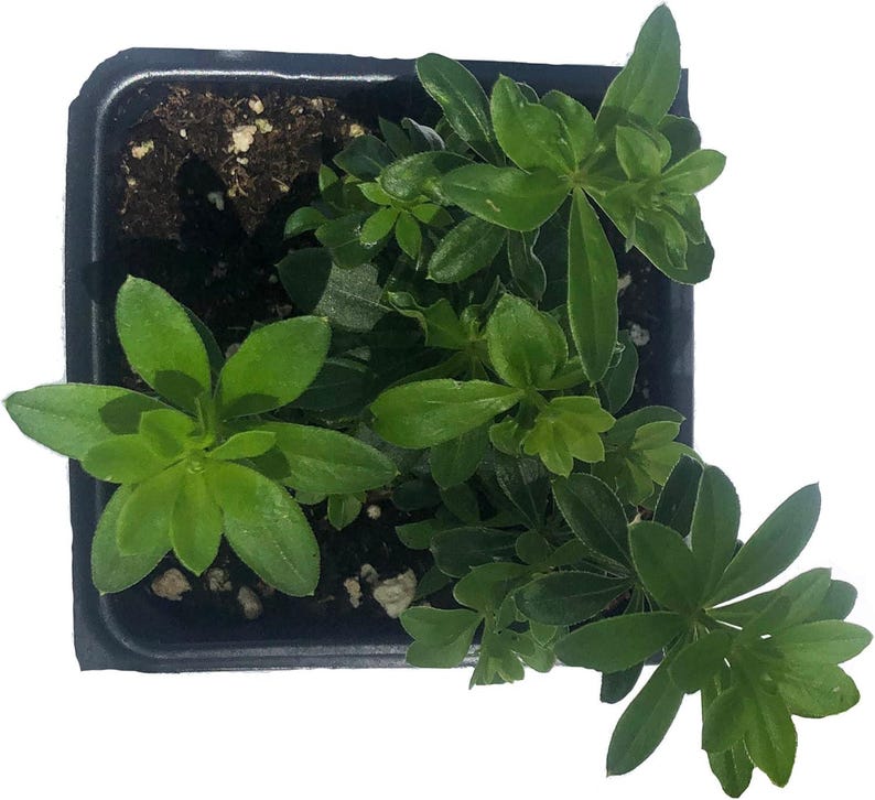 Organic Sweet Woodruff Plant in 2.5-Inch Pot, Groundcover for Shade, Galium odoratum - Women-Owned, West Virginia Grown
