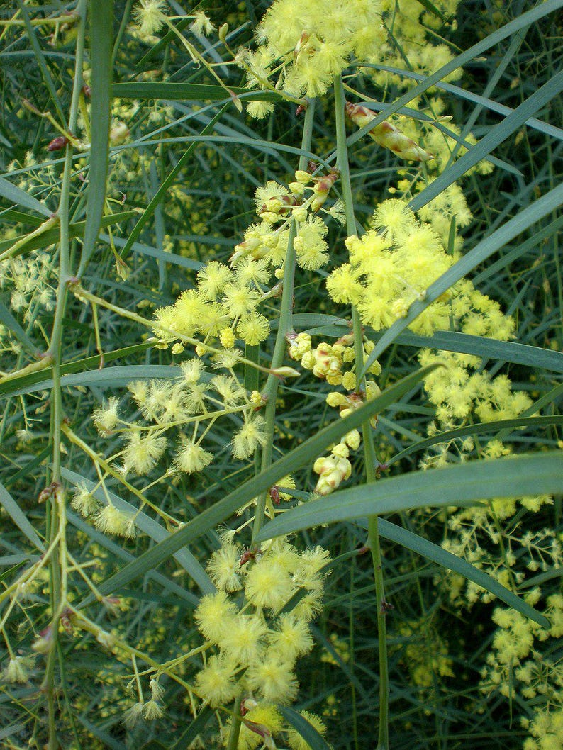 Willow Wattle Plant - 1 Gallon - Acacia iteaphylla - Blue-Green Leaves - Drought Tolerant - Evergreen Shrub