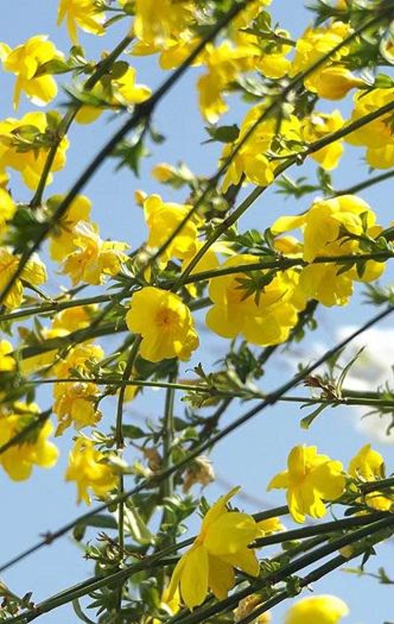 Primrose Jasmine Plant - 3Gal Pot - Jasminum mesnyi - Evergreen Shrub with Yellow Flowers - Fast Growing