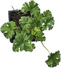 Nutmeg Scented Geranium Live Plant 2.5-inch Pot 'Snowy Nutmeg' Pelargonium x fragrans Organic Starter Plant