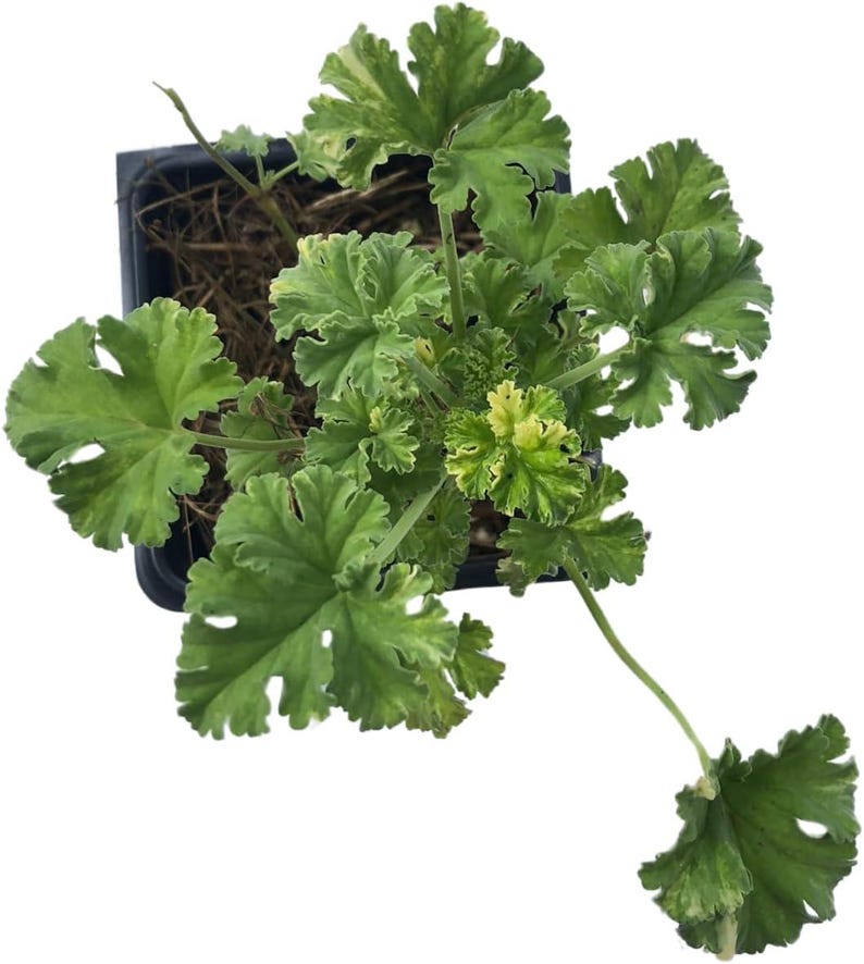 Nutmeg Scented Geranium Live Plant 2.5-inch Pot 'Snowy Nutmeg' Pelargonium x fragrans Organic Starter Plant