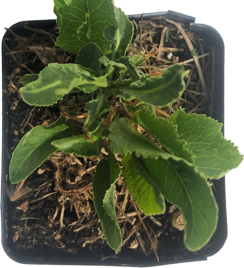 Organic Horseradish Plant in 2.5-inch Pot - Armoracia rusticana - Perfect for Homemade Fire Cider - Smoke Camp Crafts