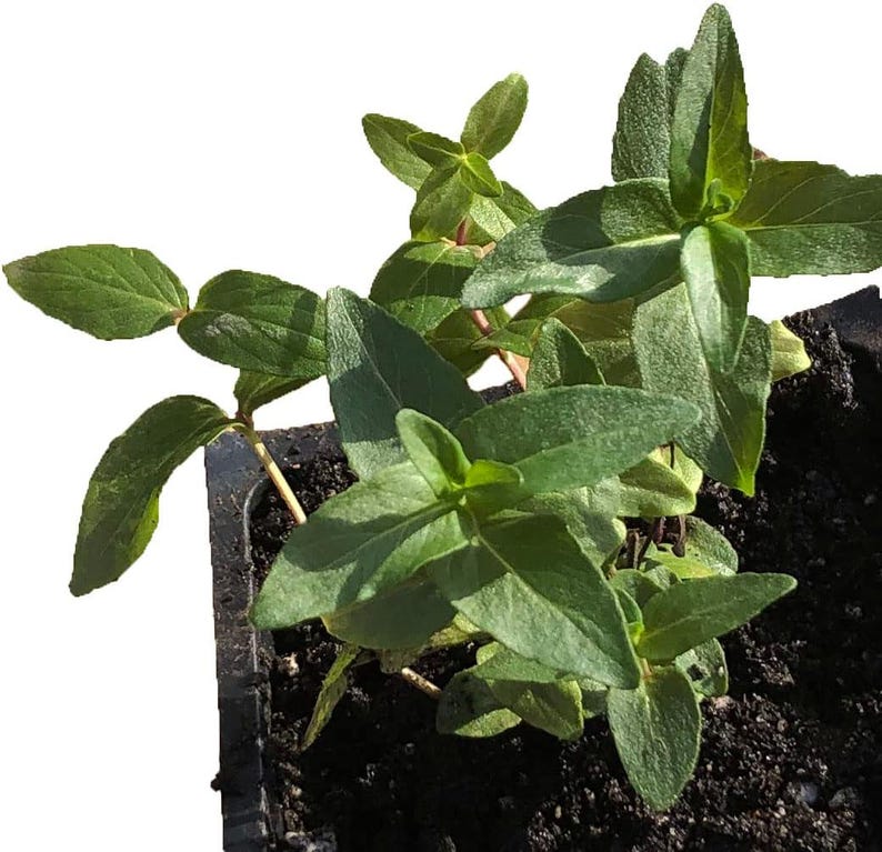 Organic Mountain Mint Plant in 2.5-Inch Pot, Blunt Mountainmint (Pycnanthemum muticum), North American Native, Pollinator Friendly